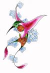free hummingbird pic tattoo